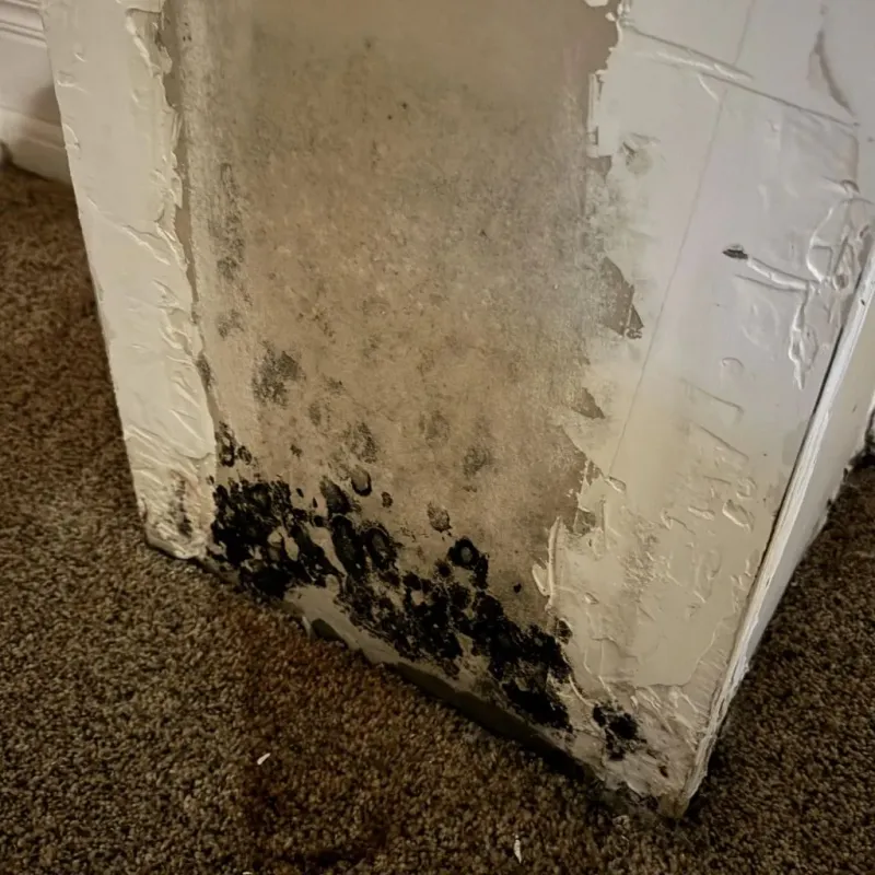 Professional Mold Removal in Providence, TX